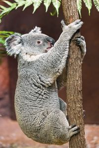 Preview wallpaper koala, pose, tree, wildlife