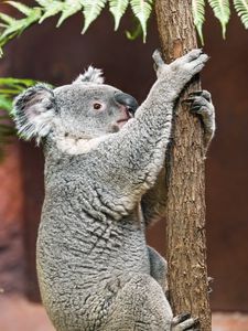 Preview wallpaper koala, pose, tree, wildlife