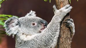 Preview wallpaper koala, pose, tree, wildlife