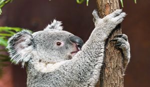 Preview wallpaper koala, pose, tree, wildlife