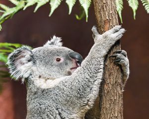 Preview wallpaper koala, pose, tree, wildlife