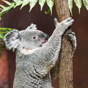 Preview wallpaper koala, pose, tree, wildlife