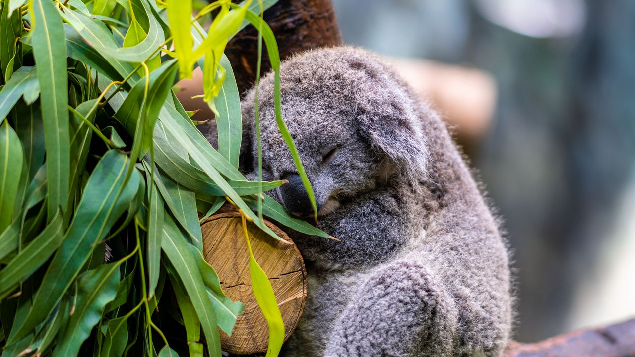 Wallpaper koala, posture, logs, leaves, animal