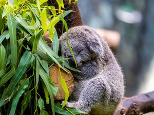 Preview wallpaper koala, posture, logs, leaves, animal