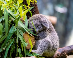 Preview wallpaper koala, posture, logs, leaves, animal