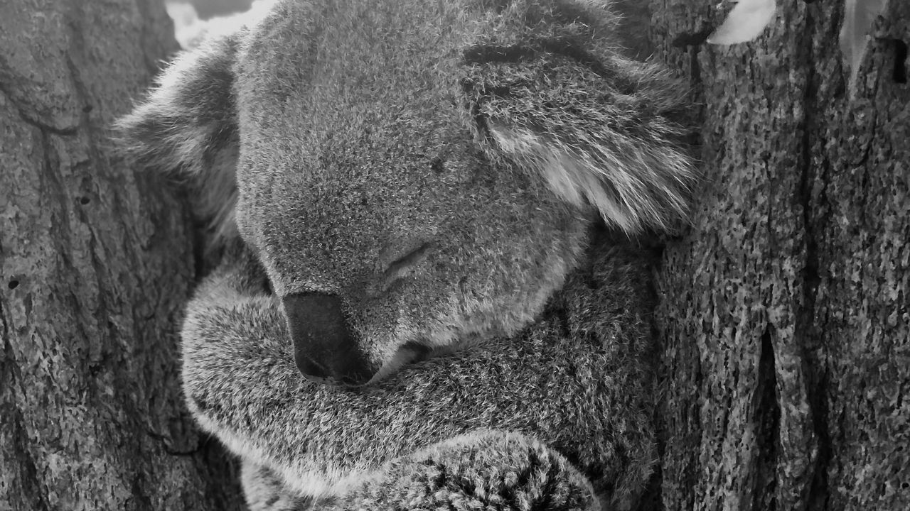 Wallpaper koala, sleep, animal, gray, bw