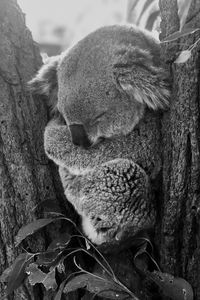 Preview wallpaper koala, sleep, animal, gray, bw