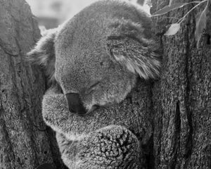 Preview wallpaper koala, sleep, animal, gray, bw