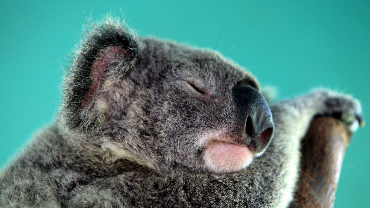 Wallpaper koala, sleep, snout