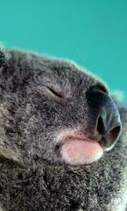 Preview wallpaper koala, sleep, snout