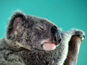 Preview wallpaper koala, sleep, snout