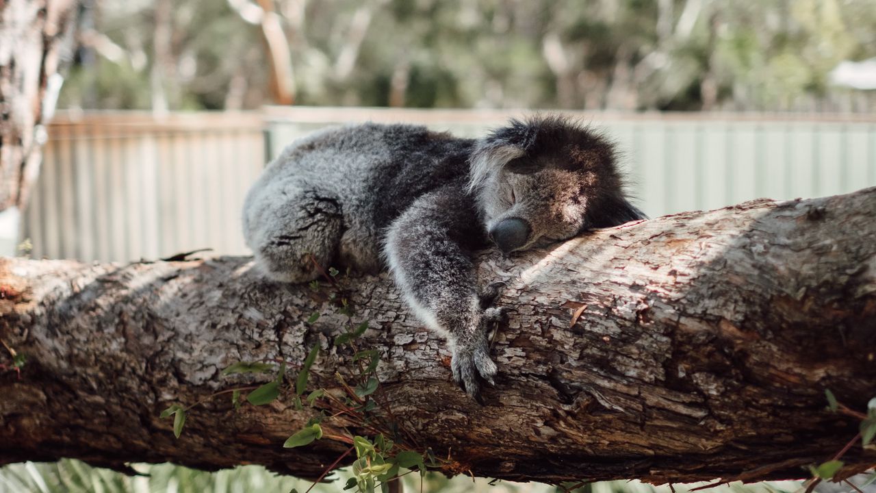 Wallpaper koala, sleep, tree, animal