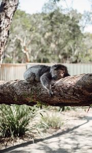 Preview wallpaper koala, sleep, tree, animal