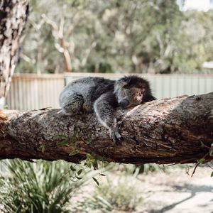 Preview wallpaper koala, sleep, tree, animal