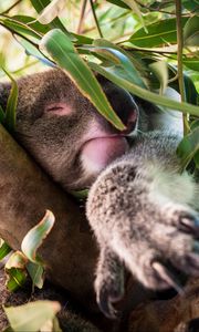 Preview wallpaper koala, sleep, tree, branches, animal