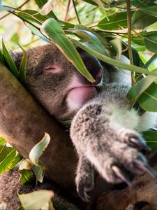 Preview wallpaper koala, sleep, tree, branches, animal