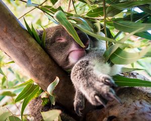 Preview wallpaper koala, sleep, tree, branches, animal