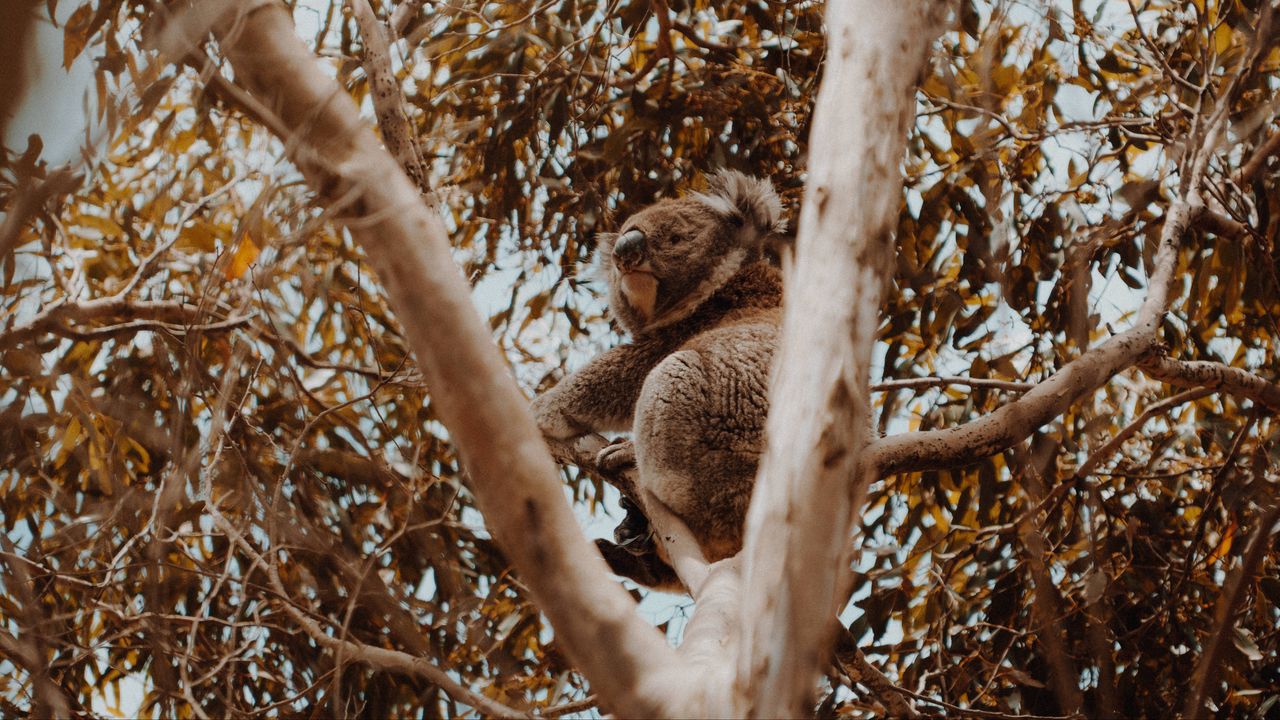 Wallpaper koala, tree, animal, exotic, wildlife
