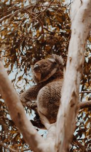 Preview wallpaper koala, tree, animal, exotic, wildlife