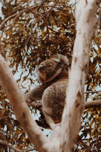 Preview wallpaper koala, tree, animal, exotic, wildlife