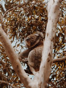 Preview wallpaper koala, tree, animal, exotic, wildlife