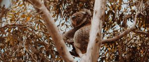 Preview wallpaper koala, tree, animal, exotic, wildlife