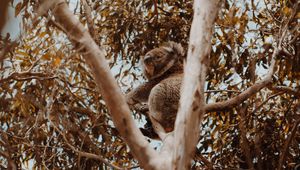 Preview wallpaper koala, tree, animal, exotic, wildlife