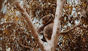 Preview wallpaper koala, tree, animal, exotic, wildlife