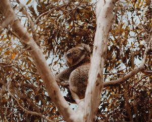 Preview wallpaper koala, tree, animal, exotic, wildlife