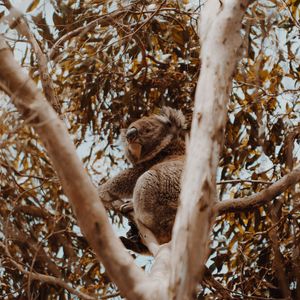 Preview wallpaper koala, tree, animal, exotic, wildlife