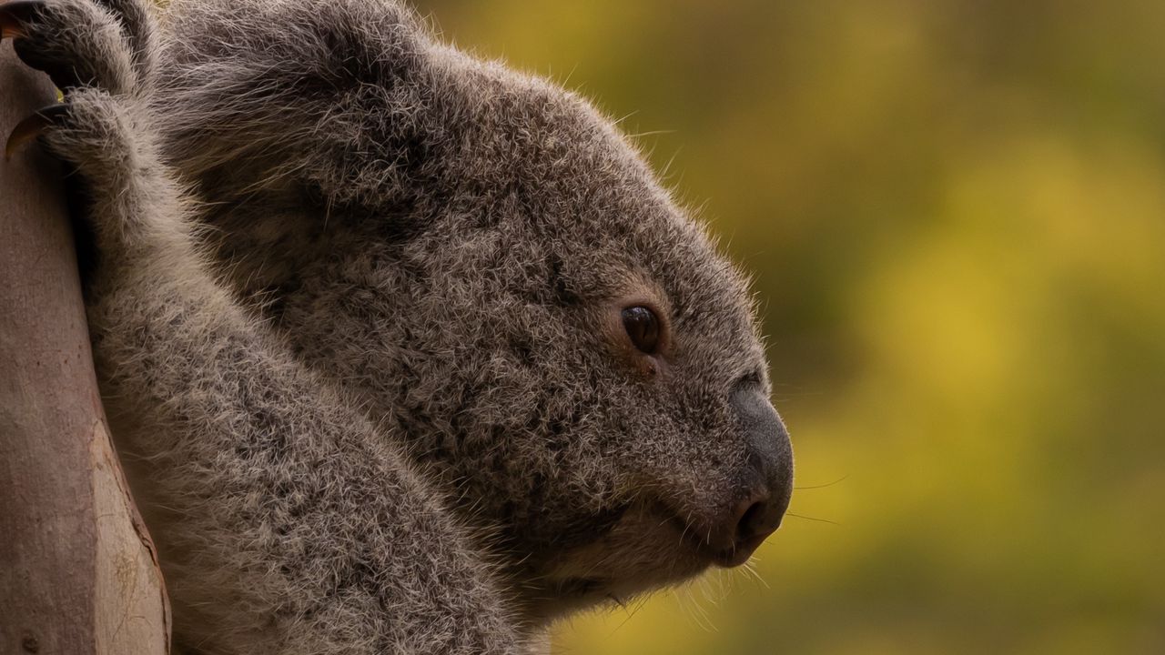 Wallpaper koala, tree, animal