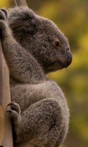 Preview wallpaper koala, tree, animal