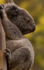 Preview wallpaper koala, tree, animal