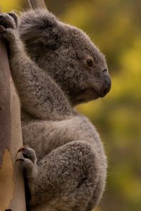 Preview wallpaper koala, tree, animal