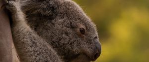 Preview wallpaper koala, tree, animal