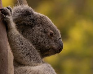 Preview wallpaper koala, tree, animal