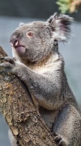 Preview wallpaper koala, tree, animal, wildlife