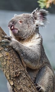 Preview wallpaper koala, tree, animal, wildlife