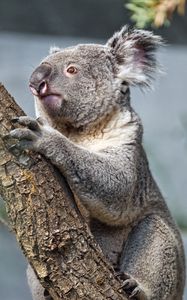 Preview wallpaper koala, tree, animal, wildlife