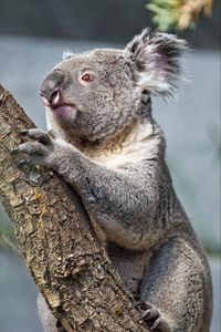 Preview wallpaper koala, tree, animal, wildlife