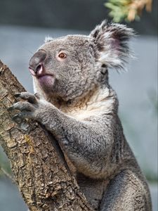 Preview wallpaper koala, tree, animal, wildlife