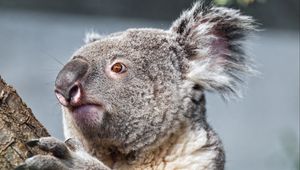 Preview wallpaper koala, tree, animal, wildlife