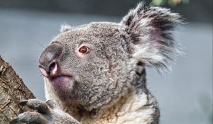 Preview wallpaper koala, tree, animal, wildlife