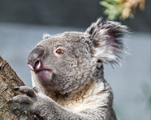 Preview wallpaper koala, tree, animal, wildlife