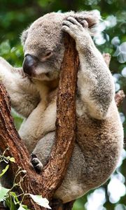 Preview wallpaper koala, tree, sit