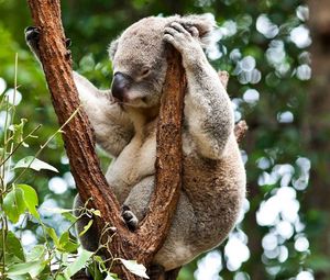 Preview wallpaper koala, tree, sit