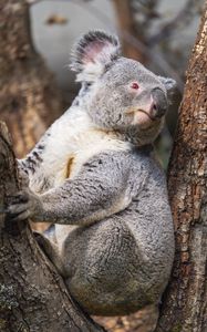 Preview wallpaper koala, tree, wild animal