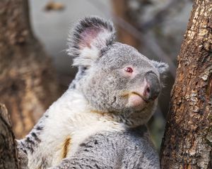 Preview wallpaper koala, tree, wild animal