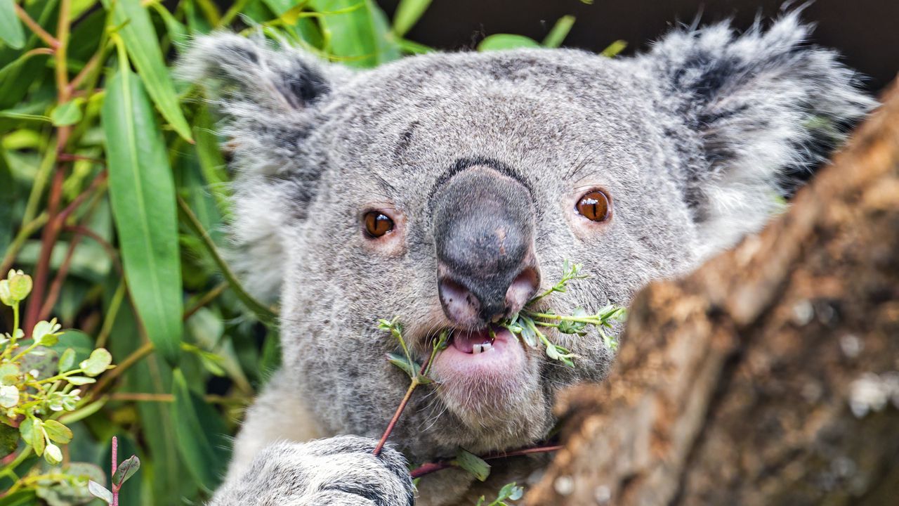 Wallpaper koala, tree, wild animal, bark