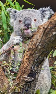 Preview wallpaper koala, tree, wild animal, bark